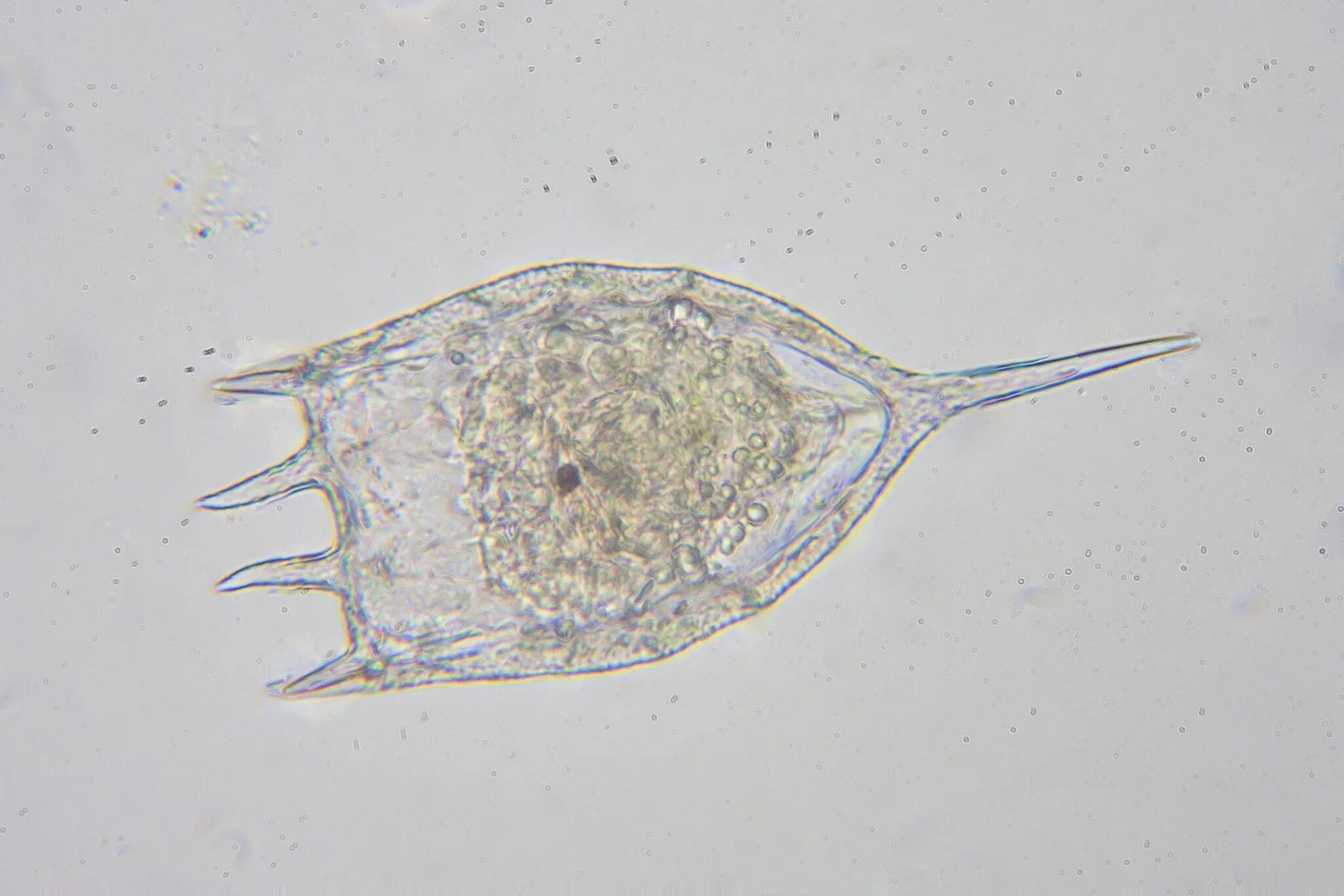 Keratella cochlearis. Керателла Коловратка. Keratella cochlearis Коловратка. Коловратки Keratella Testudo. Коловратки в экосистеме