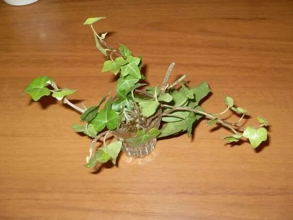 Плющ обыкновенный черенки. Как размножить плющ. Плющ хедера полив. Как размножить плющ. Плющ хедера размножение.