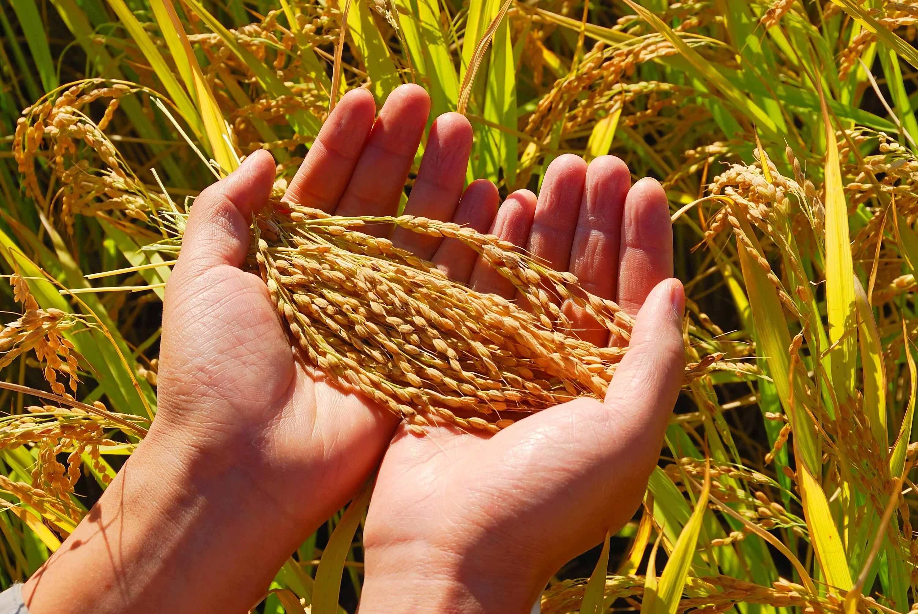 Зерновые растения. Зерно в руках. Урожай пшеницы. Пшеница в руках.