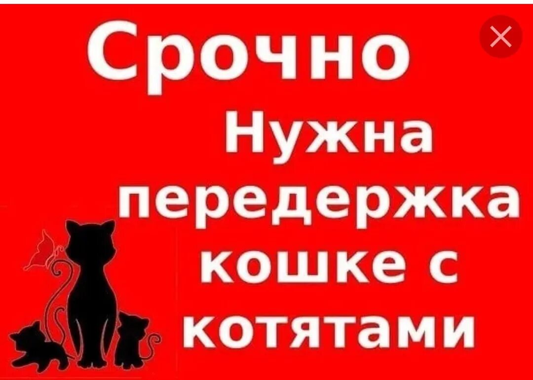 Мама помоги котенку