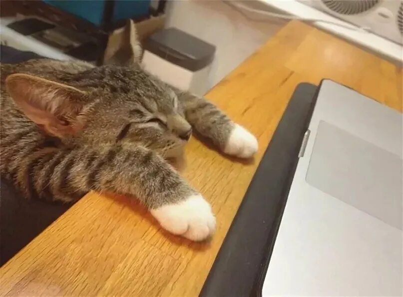 Коты устали фото Спят усталые котята... Персиковые сны LiveJournal