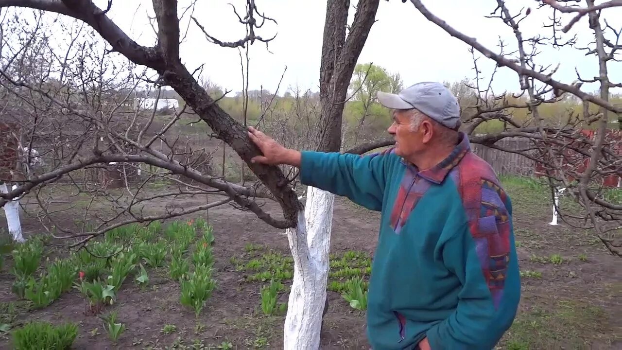 Обработка деревьев известью. Побеленные деревья. покраска деревьев известью. высота побелки деревьев. краскопульт для побелки деревьев.
