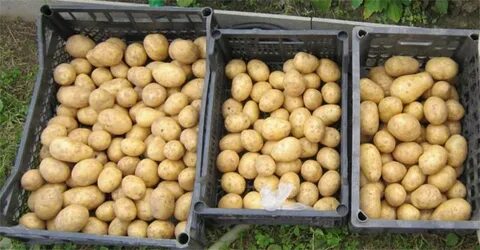 Хранение картофеля гала