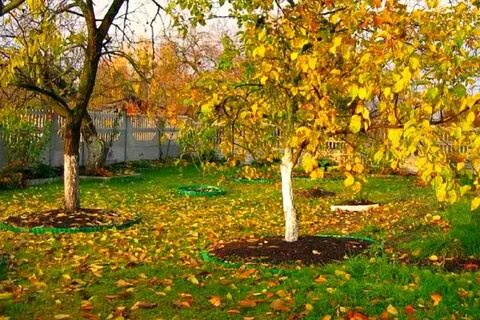 Осенний сад видео