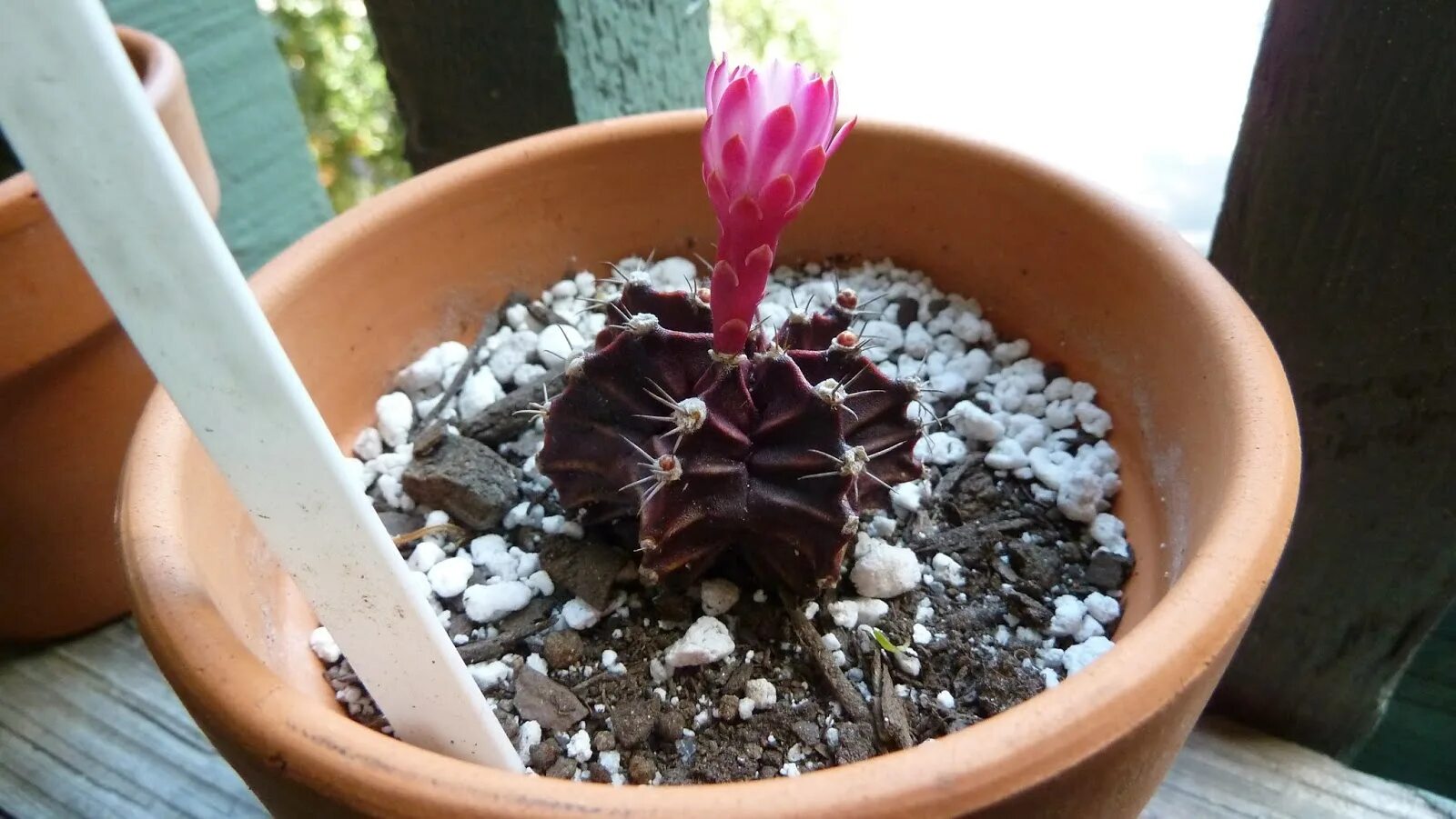 Как часто поливать кактус зимой. Кактус гимнокалициум михановича. gymnocalycium purple moon. гимнокалициум полив. кактус лунный цереус.