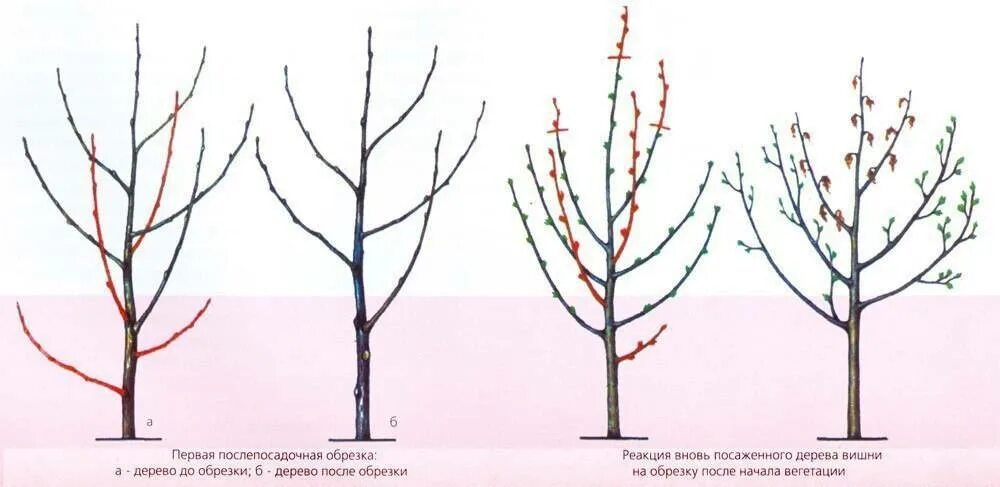 Обрезка вишни черешни весной схема. Обрезание черешни весной. Весенняя обрезка черешни схема. Обрезка вишни и черешни весной.