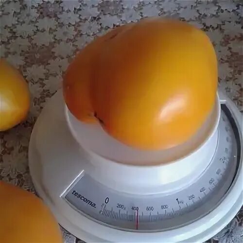 ТОМАТ КЕНИГСБЕРГ ЗОЛОТОЙ - ВКУСНЫЙ, КРАСИВЫЙ. Видеообзор летний. Ольга Чернова. 