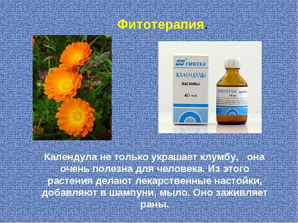 Цветки календулы для чего. Calendula officinalis препараты. Лечебное растение календула. Календула фитотерапия. Календула в народной медицине.