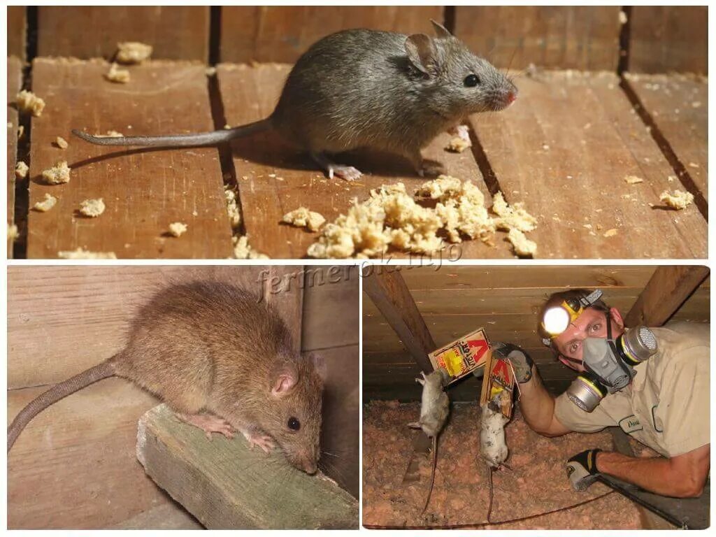 Мыши в доме. Домик для мышей. Мышь Подвальная. Мышь в квартире.