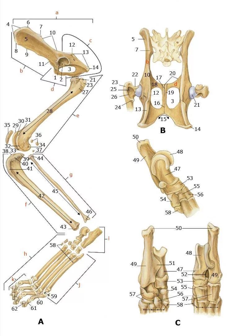 Скелет конечностей собаки. Анатомия костей задних конечностей кошки. Лапа кошки анатомия костей. Строение передней лапы кошки кости. Плюсна анатомия собаки лапа.