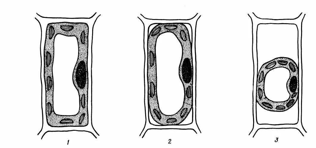 Время плазмолиза. Плазмолиз растительной клетки. Растительная клетка в состоянии плазмолиза. Тургор растительной клетки. Типы плазмолиза растительной клетки.