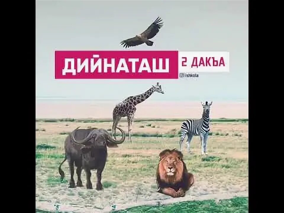 Акха дийнаташ вайн махкара олхазарш 1 класс. Животные на чеченском языке. дийнаташ. дийнаташ на чеченском. буйвол на чеченском языке.