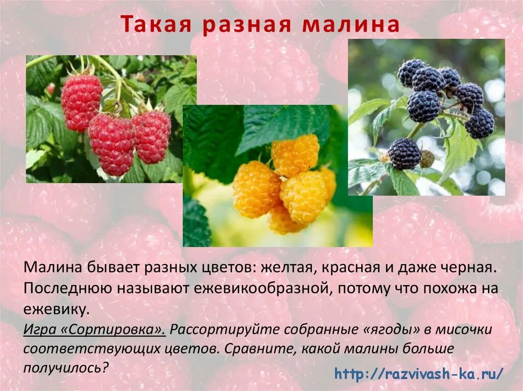PPT - Растения, содержащие потогонные вещества. PowerPoint Presentation - ID:680