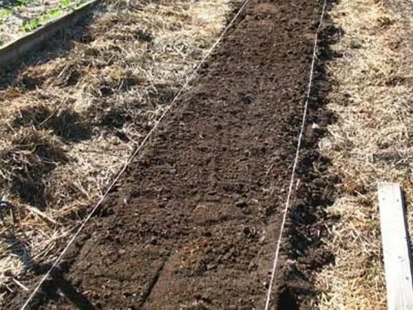 Подготовка посадка огурцов. Грядки с огурцами в открытом грунте. Грядка под огурцы в открытом грунте. Огуречная грядка на земле. Подготовка почвы под огурцы.