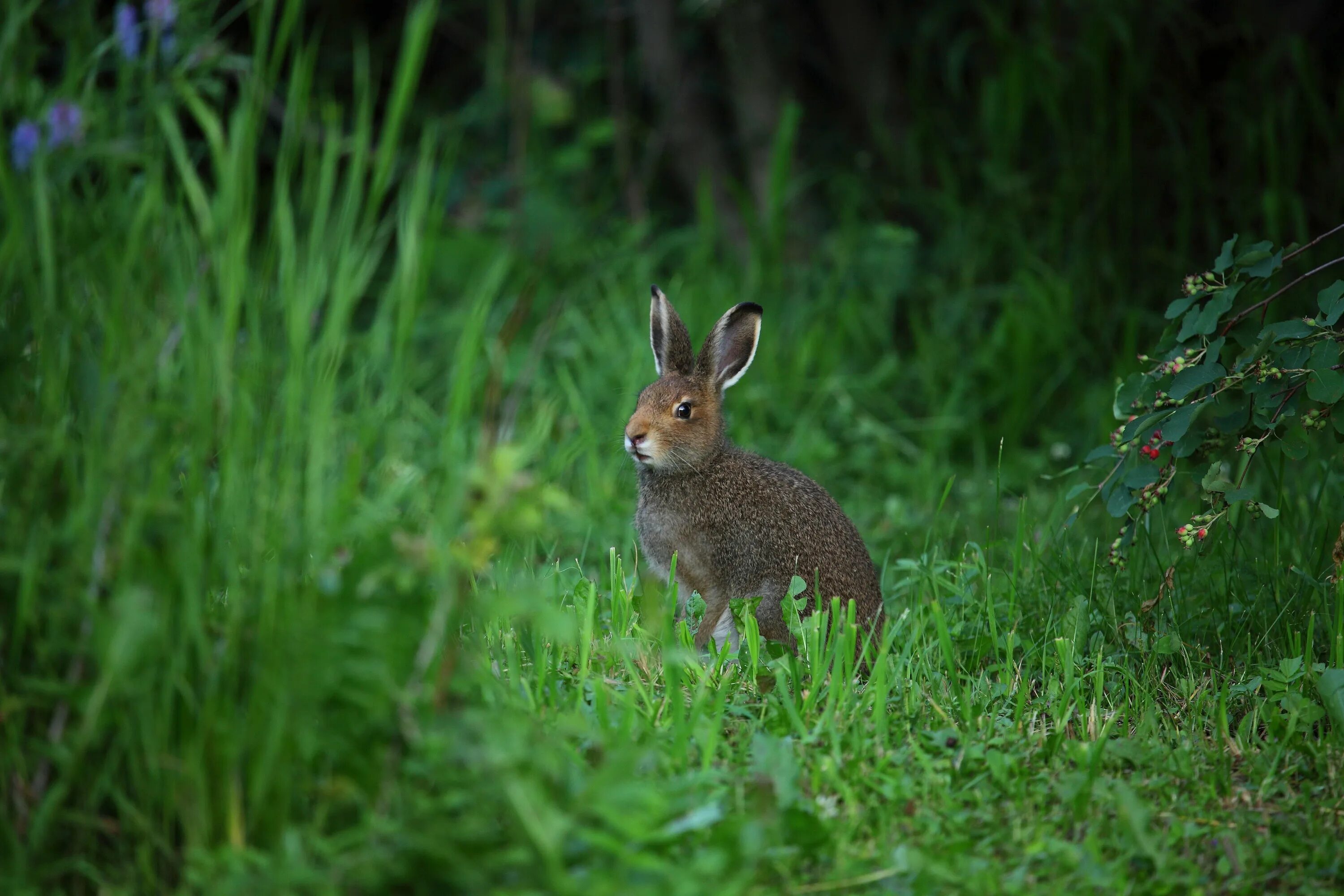 Заяц в лесу летом