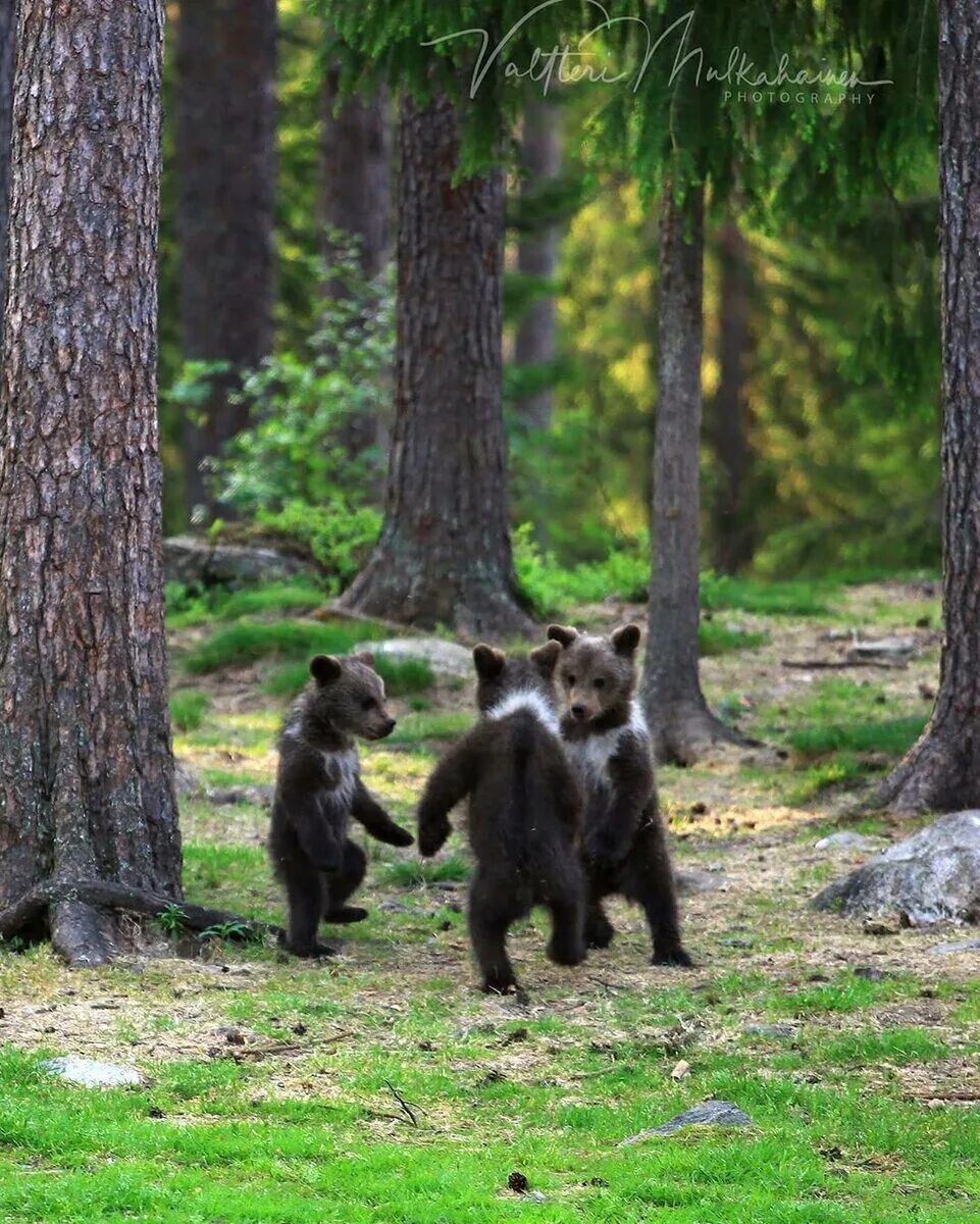 Фотографии 3 медведей. Медвежонок в лесу. Медведь в лесу. Маленький медведь в лесу. Три медвежонка.