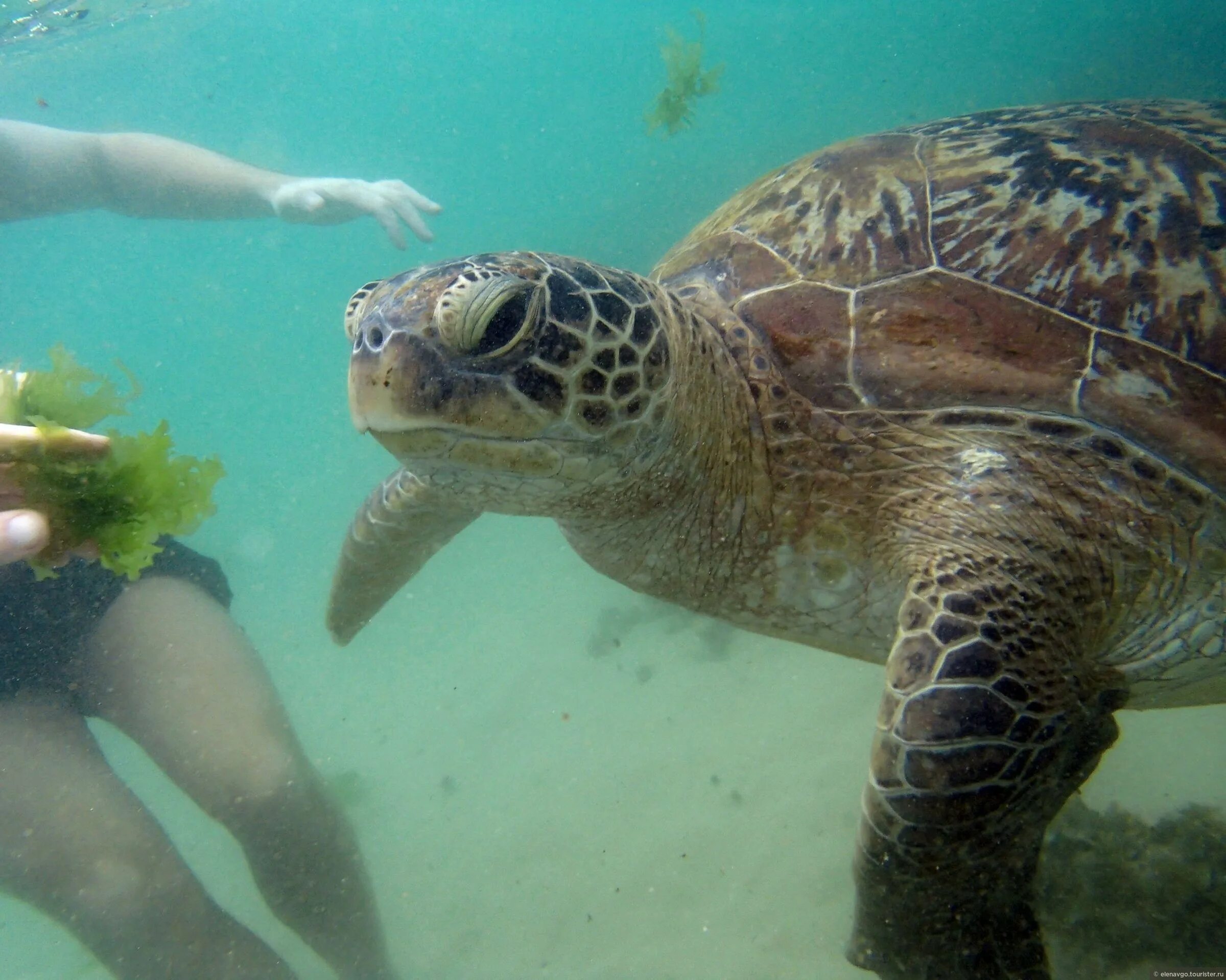 Черепаший пляж Шри Ланка. Шри Ланка Унаватуна черепахи. Унаватуна черепахи. Унаватуна Черепаший пляж.