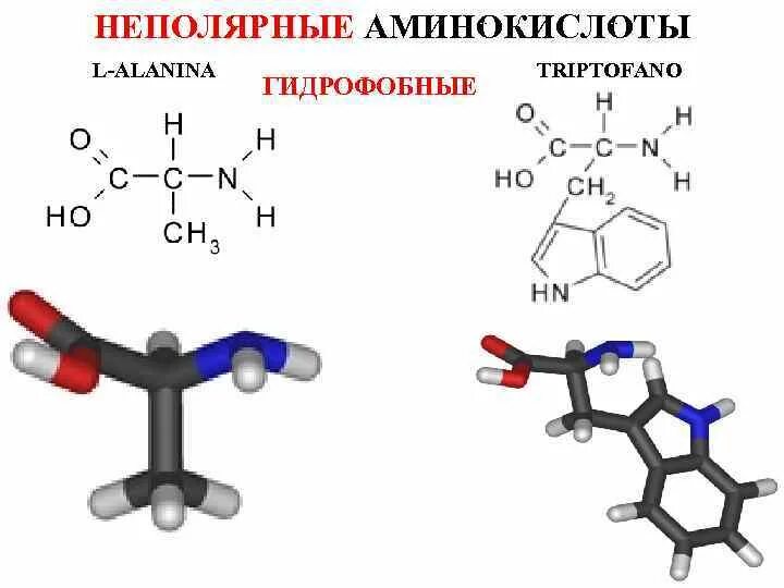 Тир формула. Неполярные гидрофобные аминокислоты. Полярные и неполярные радикалы аминокислот. Неполярные гидрофильные аминокислоты. Аминокислоты с неполярными радикалами.