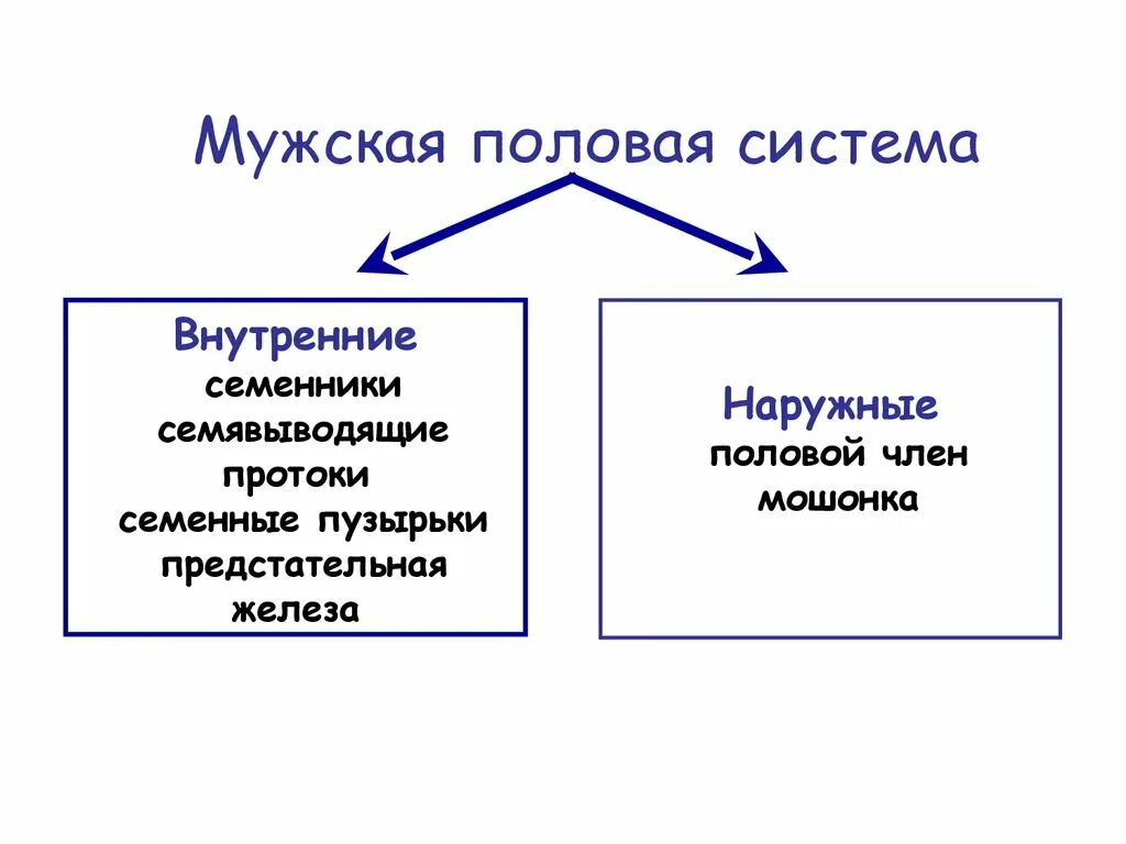 Половая система таблица. Мужская половая система. Мужская и женская половая система таблица. Мужская половая система таблица строение и функции.