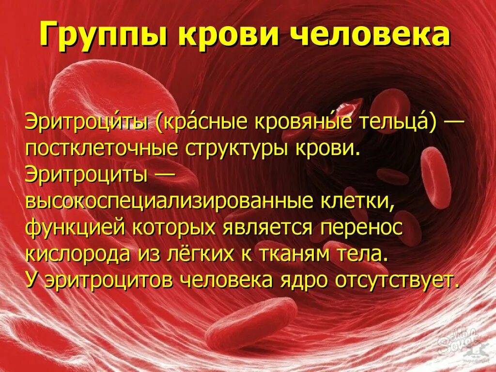 Группы крови человека. Постклеточные структуры эритроциты. Кровь группы а содержит