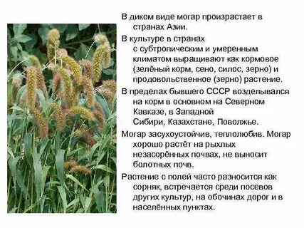 Главная зерновая культура страны