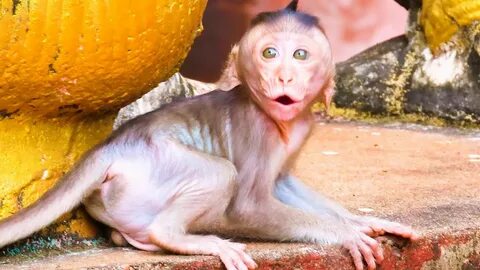 Baby monkey videos