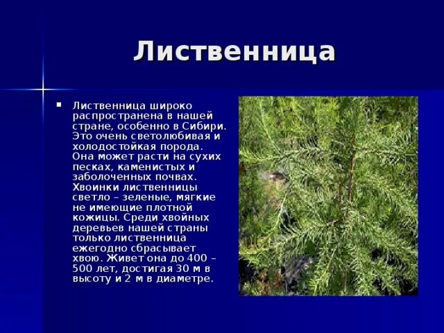 Загадка про лиственницу