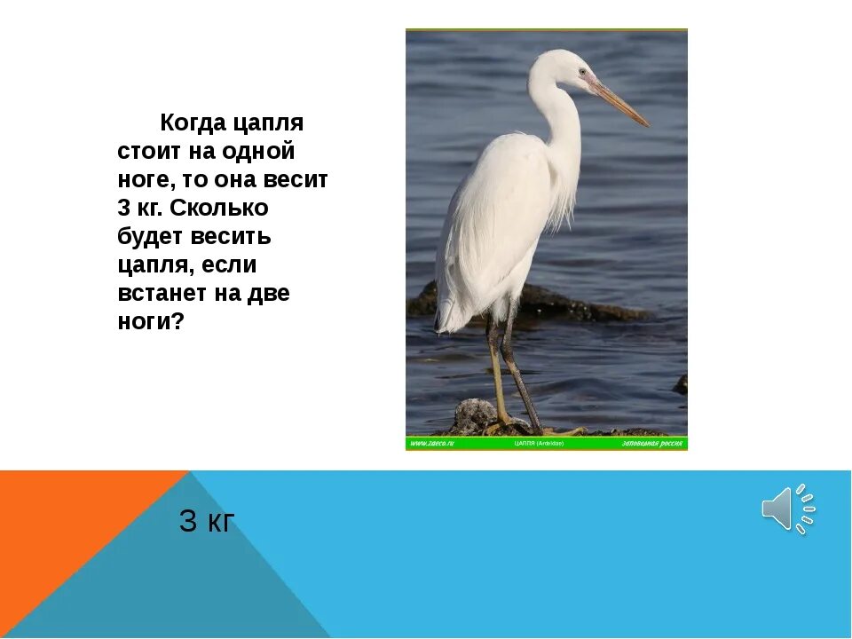 Цапля кумир. Загадка про цаплю. почему цапля стоит на одной ноге. загадка про цаплю для детей. цапля спит на одной ноге.