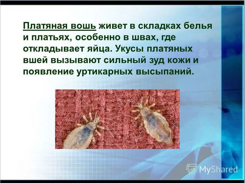 Сколько вши живут на вещах