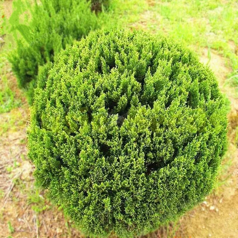 туя западная вересковидная. самшиты шаровидные и можжевельник. туя (thuja) западная тедди. можжевельник обыкновенный шаровидный. туя западная globosa.