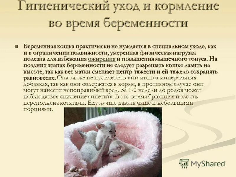 Могут ли кормящие забеременеть. С какого возраста кошка может забеременеть. Во сколько месяцев кошка может забеременеть. Может ли кормящая кошка забеременеть. Как кошки забеременеют.