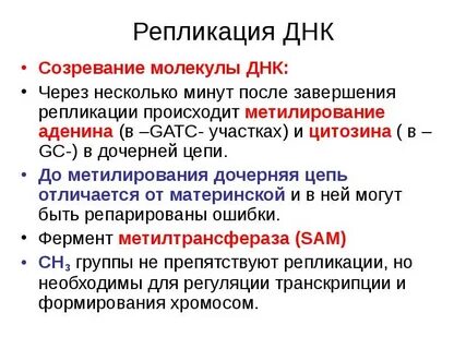 Созревание днк