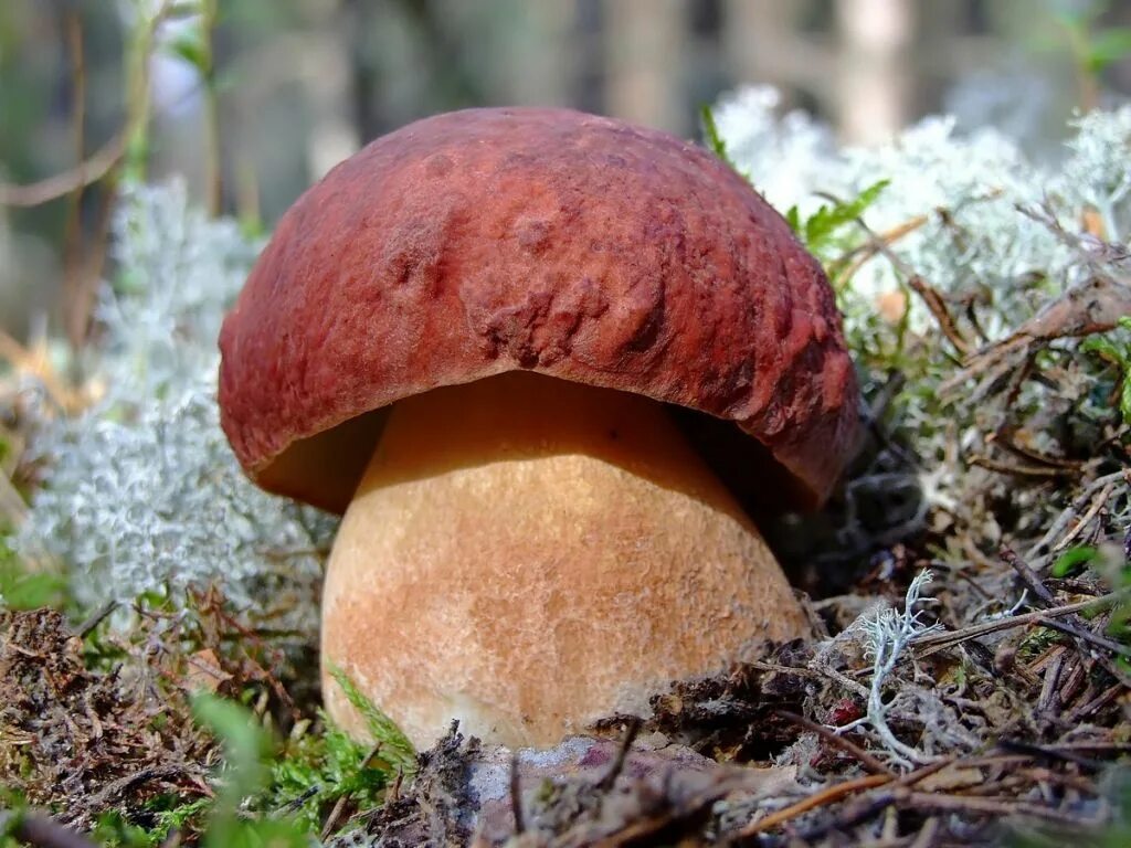 Белый гиб. Гриб Боровик Фехтнера. Боровик красно-желтый (Boletus rhodoxanthus). Боровик девичий (Boletus appendiculatus). Белый гриб Боровик.