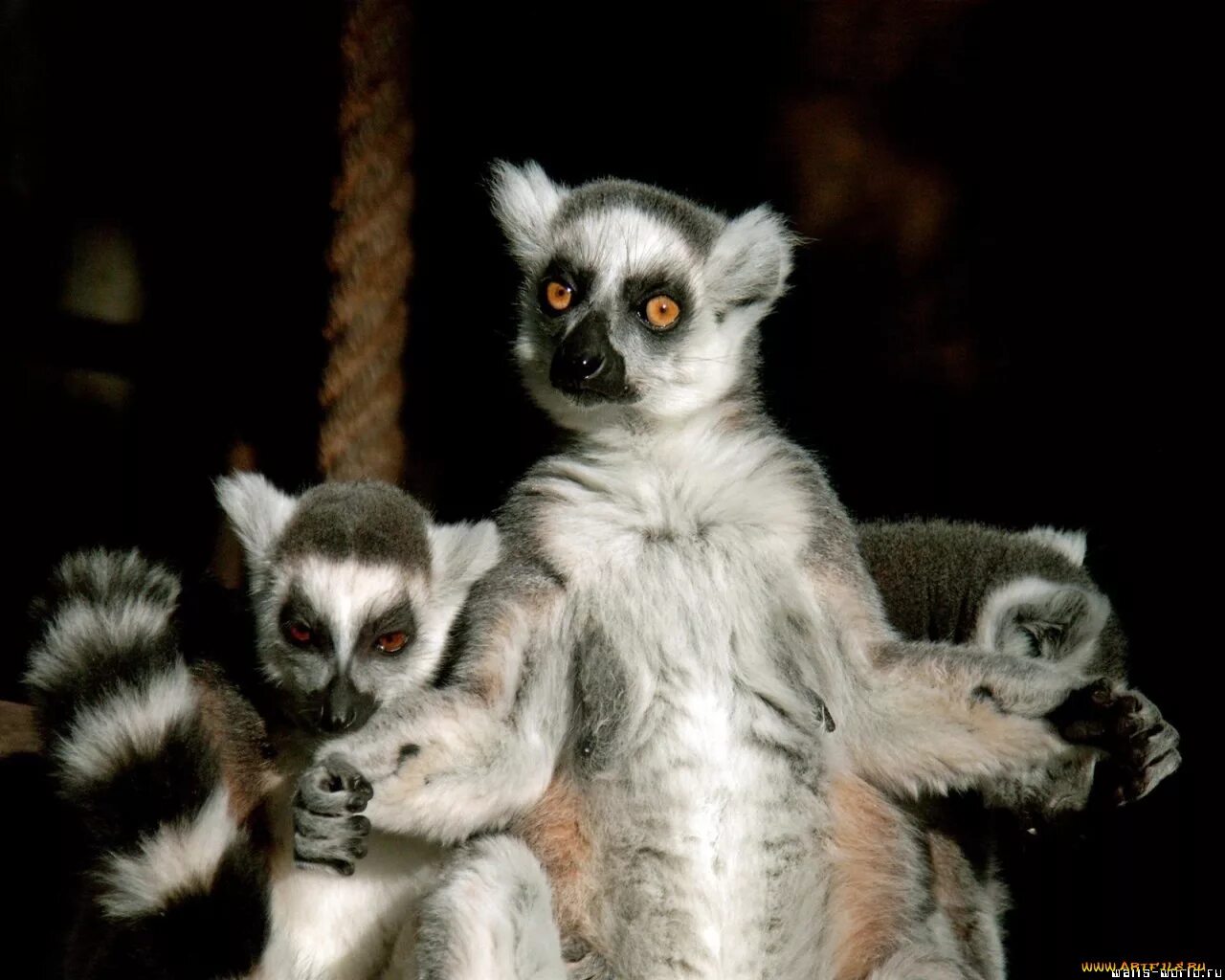 Селфи кошки с собаками. Животные бро. Кто лучше кот или собака. Доброе утро медведь. Кот молодец.