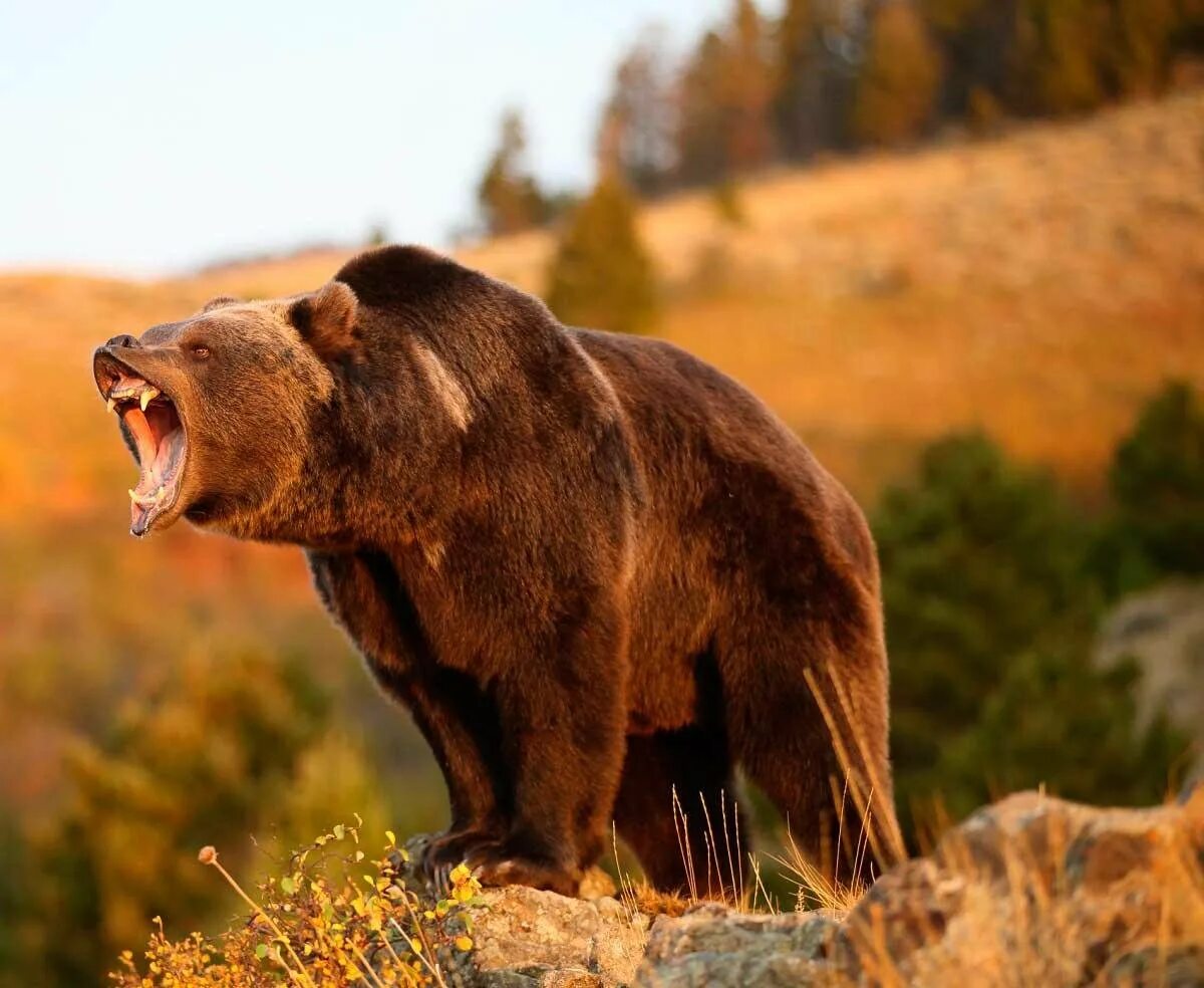 Медведь гризли рычит. Злой бурый медведь. Злой бурый медведь. Медведь гризли в атаке. Злой бурый медведь.