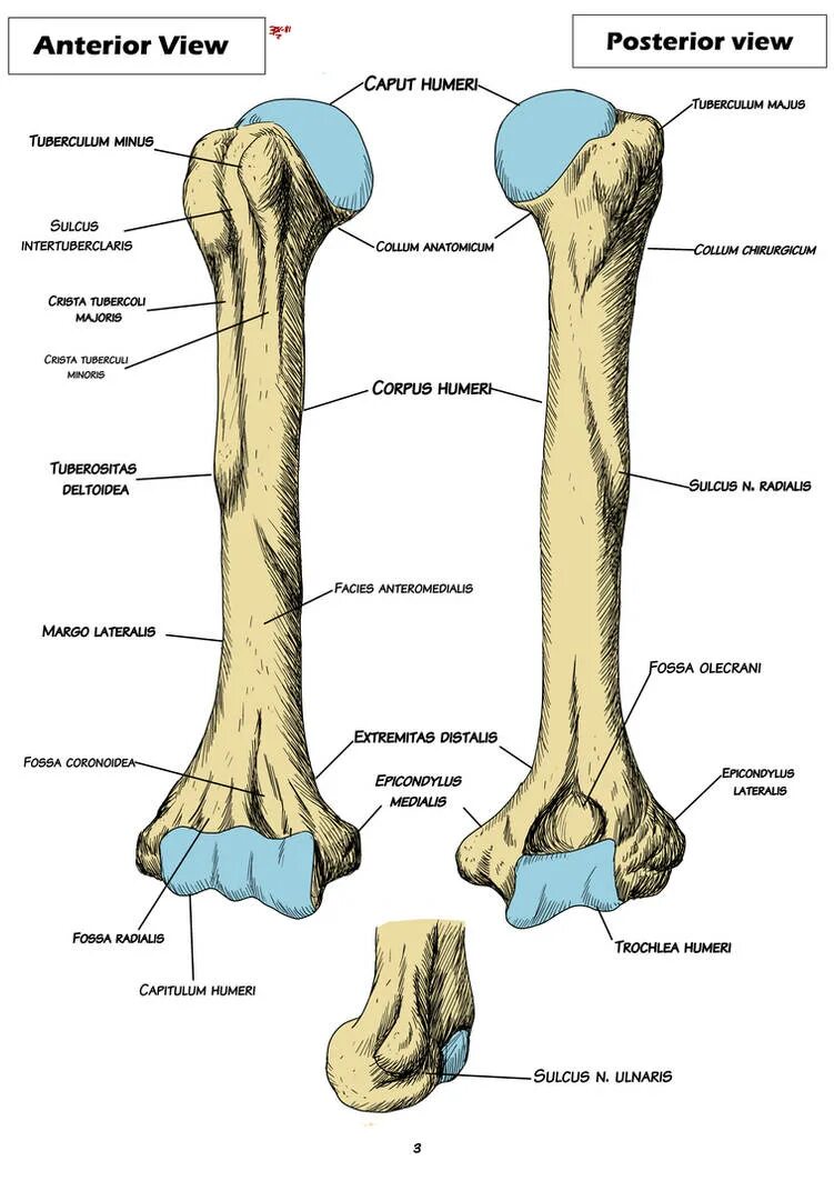 Плечевая кость латынь. Humerus анатомия. Humerus Bone Anatomy. Trochlea Humeri. Плечевая кость Crista tuberculi Minoris.