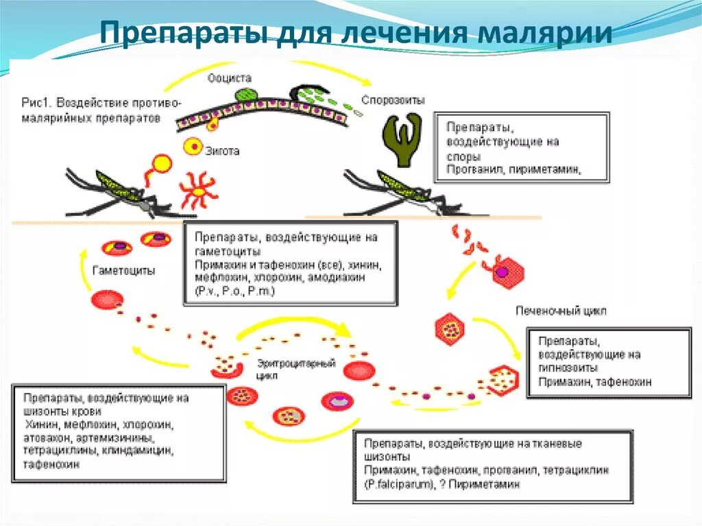 Малярия в домашних условиях. Малярийный плазмодий препараты для лечения. Малярийный плазмодий трансмиссивное. Малярийный плазмодий препарат. Малярийный плазмодий осложнения.