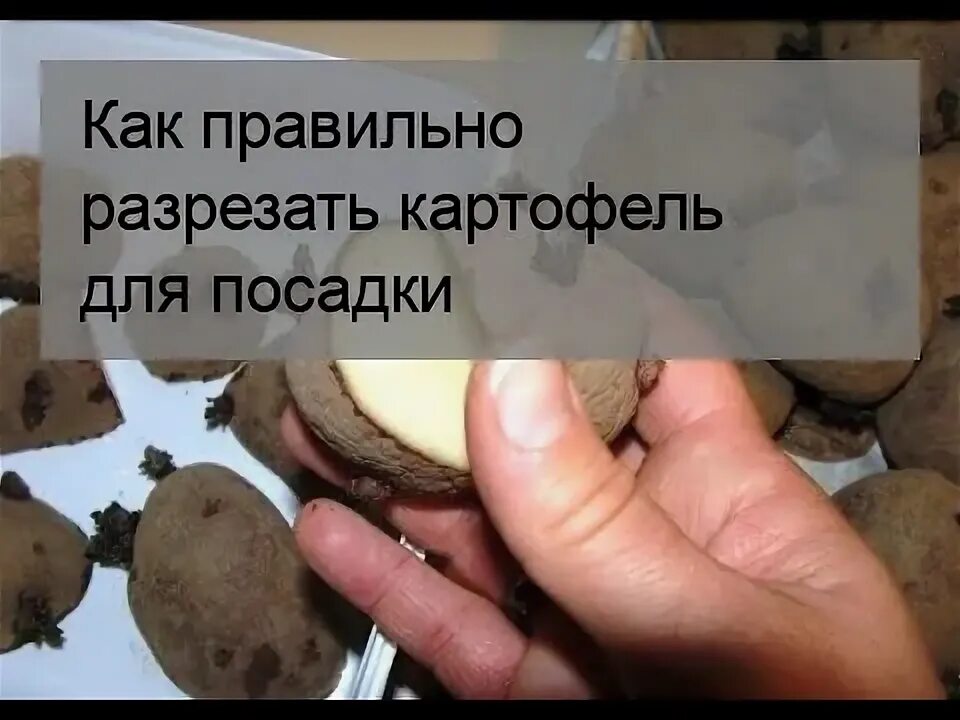 Можно ли резать картофель при посадке