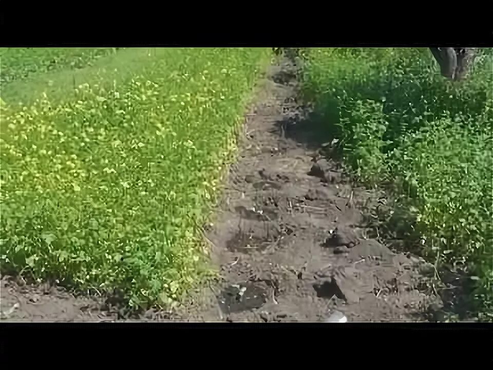 Горчица посеяна весной. Горчица посеяна весной. Сурепка сидерат. Посадка горчицы для улучшения почвы осенью. Когда лучше сеять горчицу.