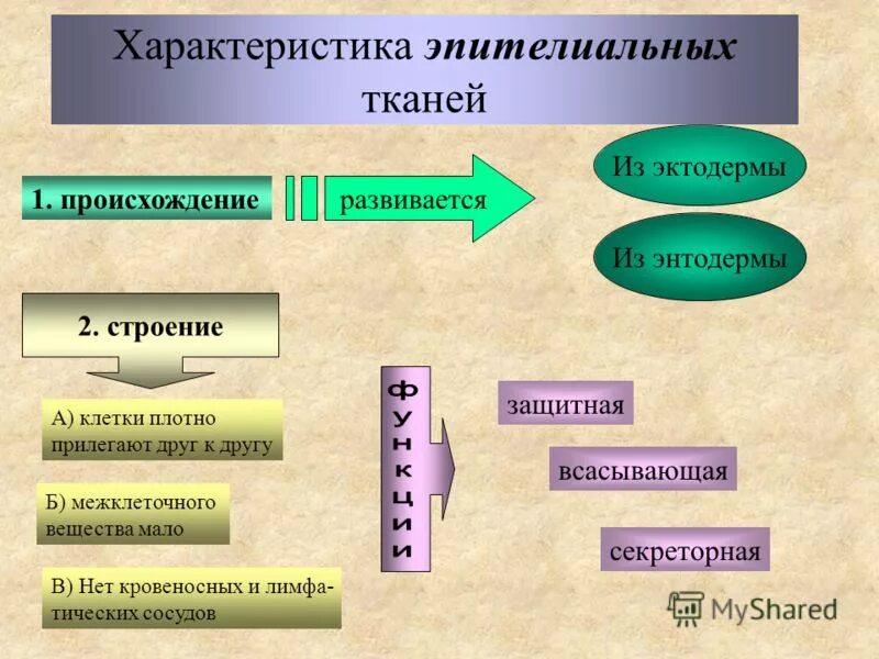 Клетки плотно прилегают друг к другу какая