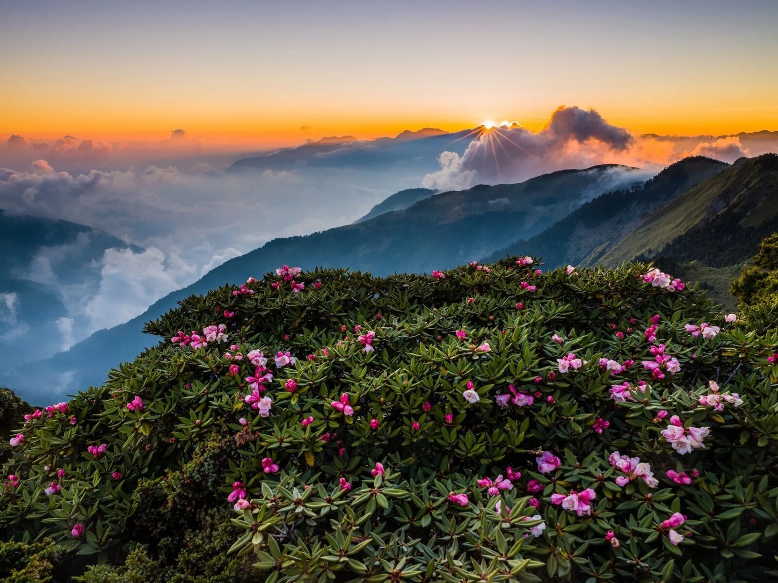 Юнеско долина цветов альпийские луга. Холм с цветами. Рододендрон в горах монти-сибиллини. Холм с цветами. Башкирия зеленые холмы.