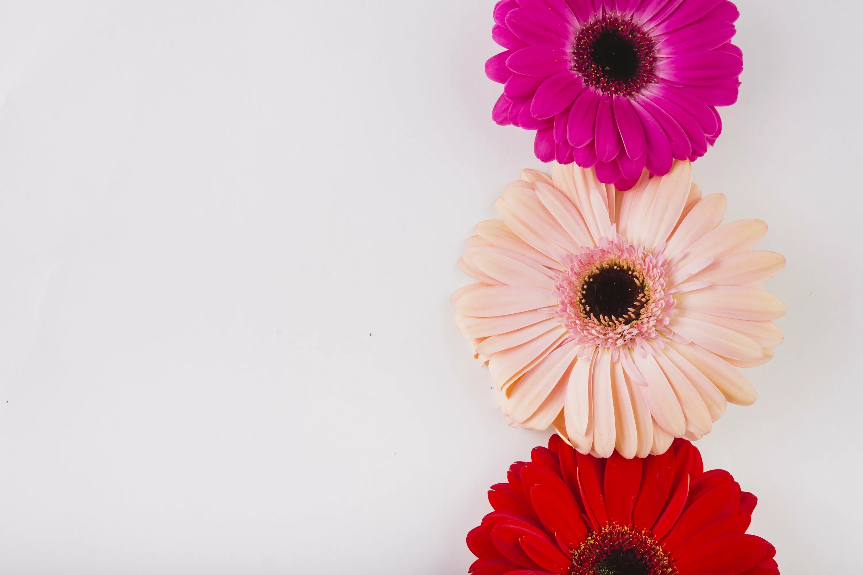 Фон гербера. Гербера фулл мун. цветы fon gerbera. гербера блиндейт. розовые герберы.