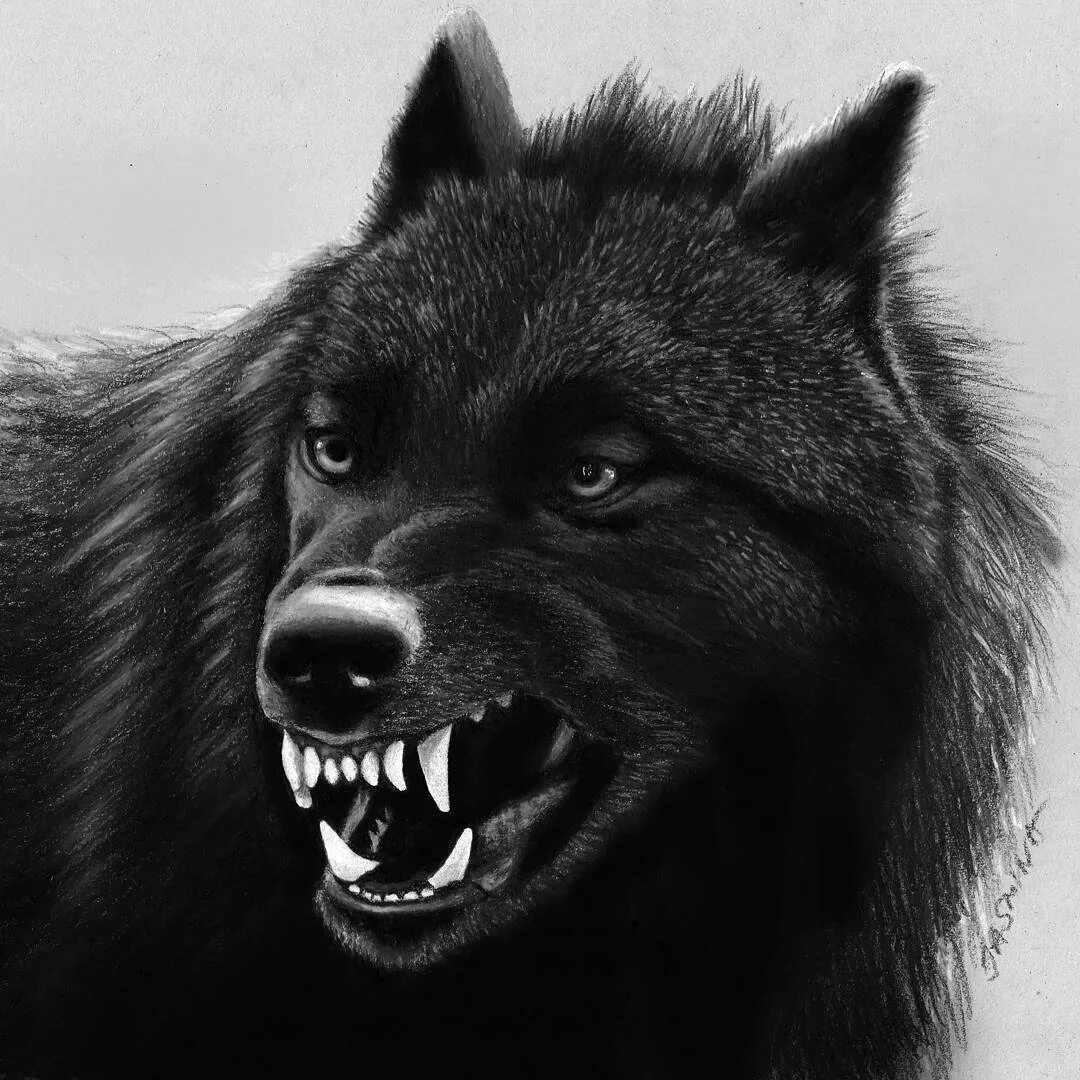 Злой черный волк фото Black phase High content wolfdog snarling on que Black wolf, White wolf, Wolf