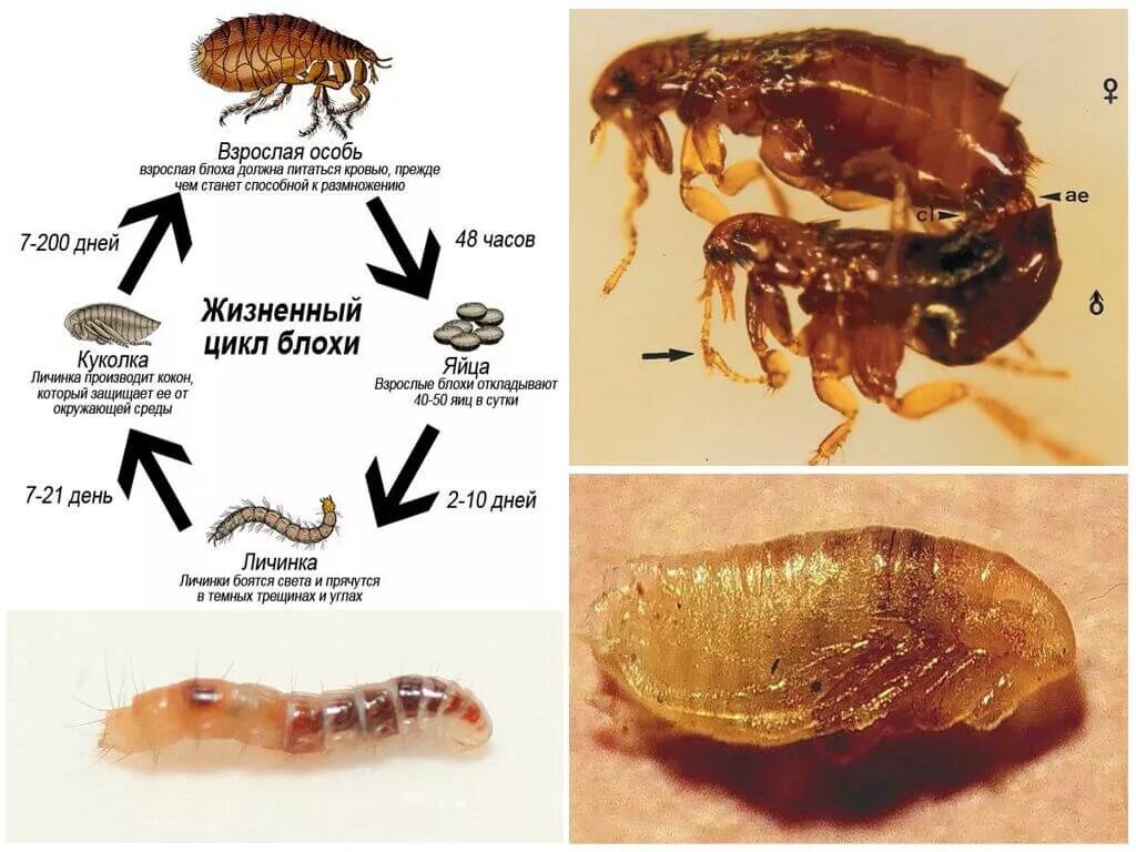 Какой тип метаморфоза характерен для человеческой блохи. Жизненный цикл блохи кошачьей. Цикл развития блохи. Цикл развития блохи человеческой.