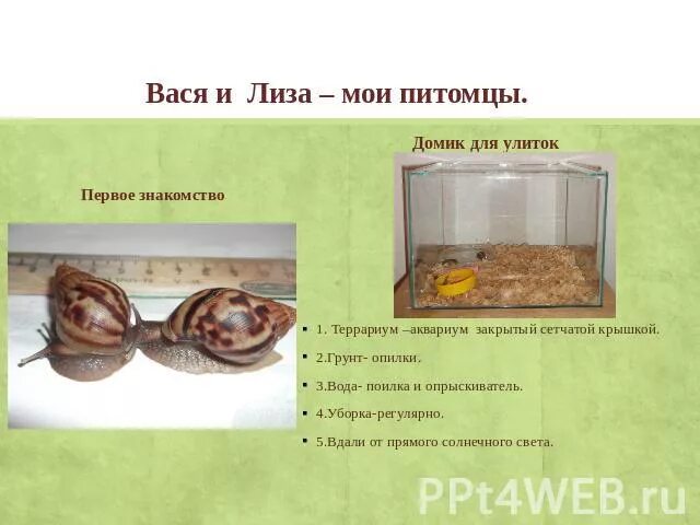 Презентация на тему "Африканская улитка - идеальный домашний питомец современног