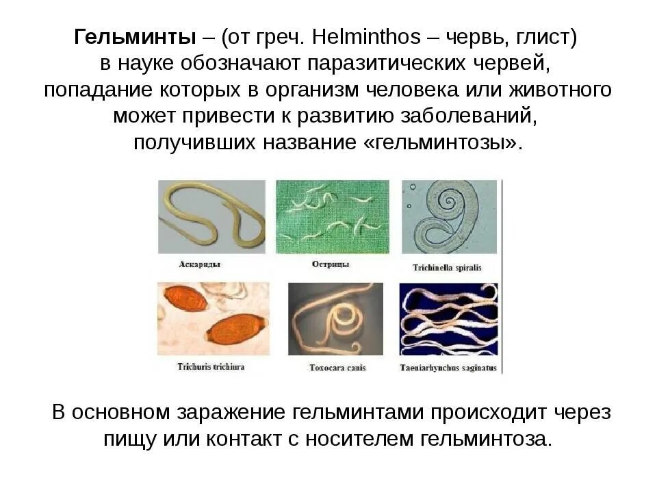 Паразиты паразитов называется. Гельминты паразитические черви. гельминтоз – заболевания, вызываемые гельминтами. черви паразиты в организме человека. гельминты презентация.