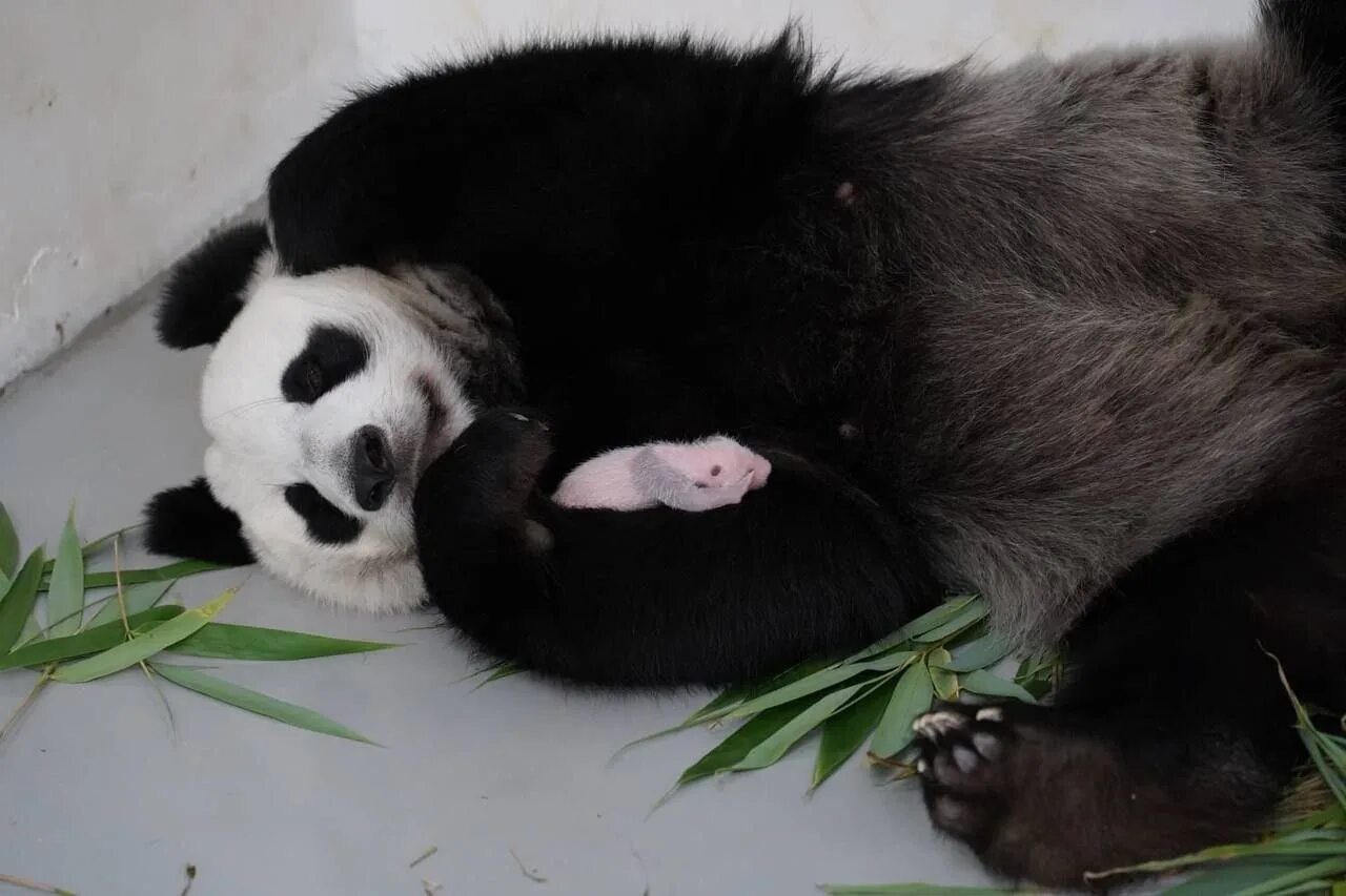 Белая панда. Родилась панда 2023 в московском. Панды родились. Родилась панда 2023 в московском. Панда фото.