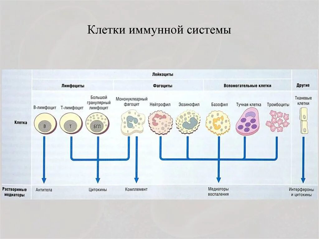 В т м клетки. Основные клетки иммунной системы и гранулоциты. Основные клетки иммунной системы – фагоциты и лимфоциты. Клетки иммунной системы, продуцирующие иммуноглобулины:. Классификация иммунных клеток.