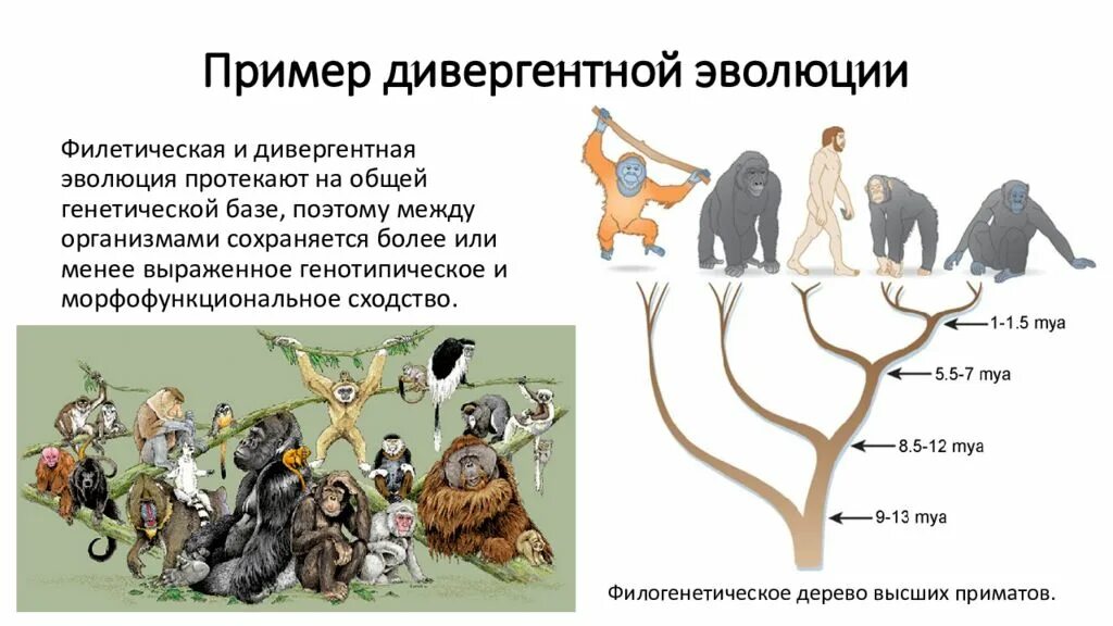 Эволюционная биология это. Дивергентная Эволюция примеры. Дивергентный характер эволюции это. Эволюционные изменения. Возникновение в процессе эволюции.
