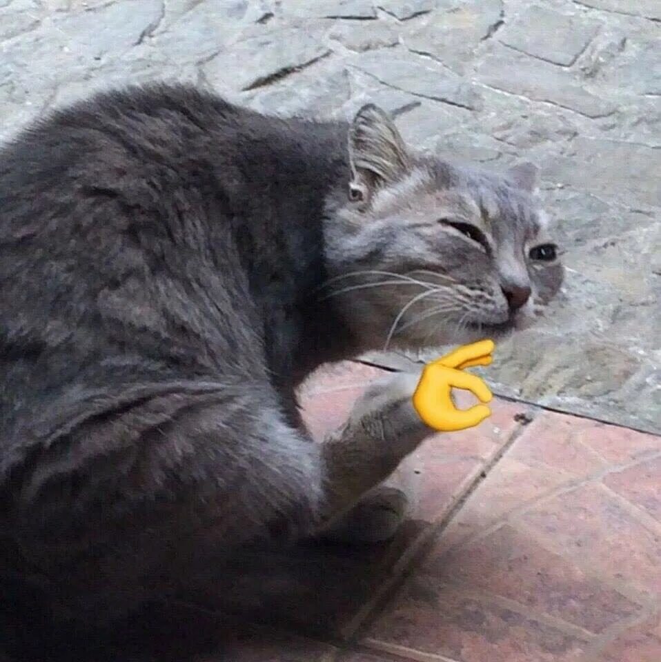 Мем кот с пальцем. Покажи кошек. кот ок. кот показывает класс. котик большой палец.